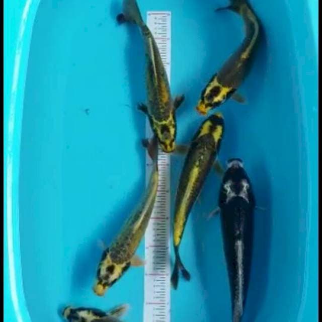 Kabuto 30-35cm (6ekor)