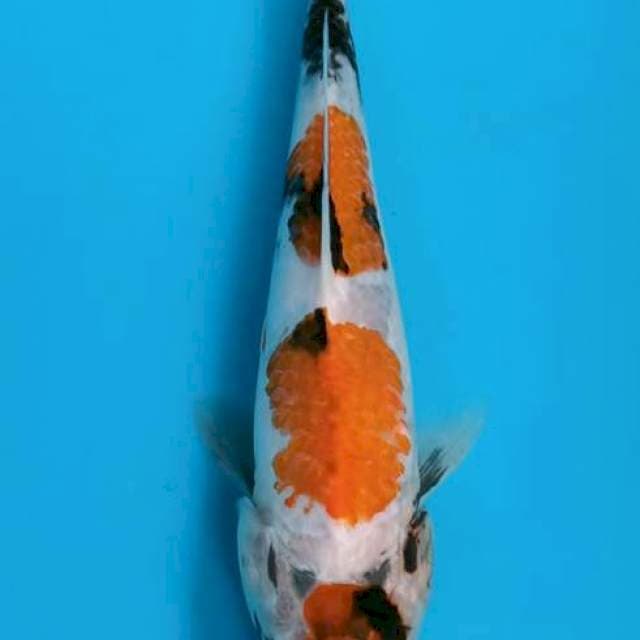 showa maruten