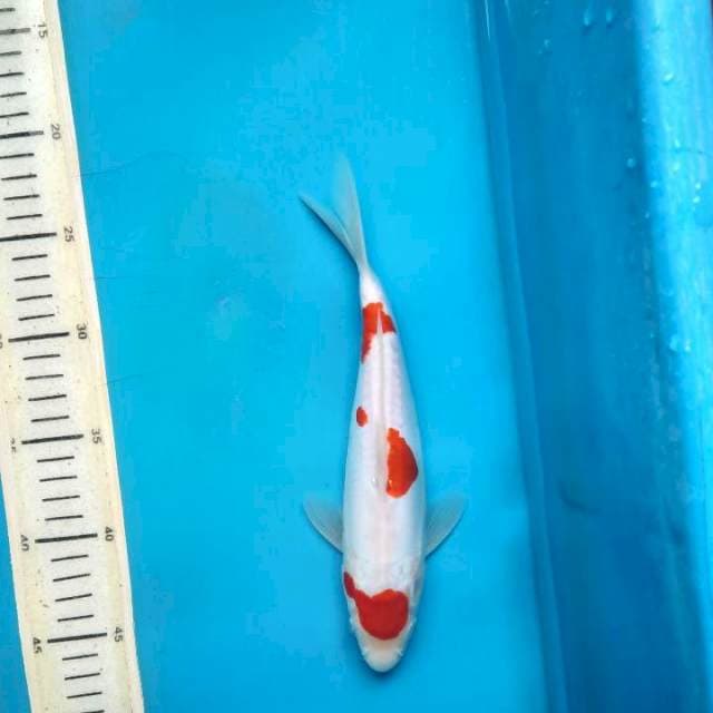 Kalohaku Maruten doit 25cm