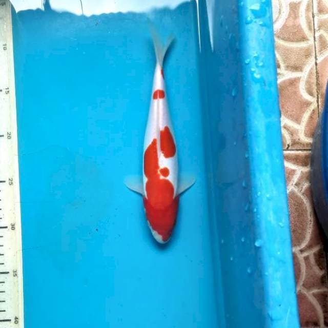 Kohaku doit 23cm
