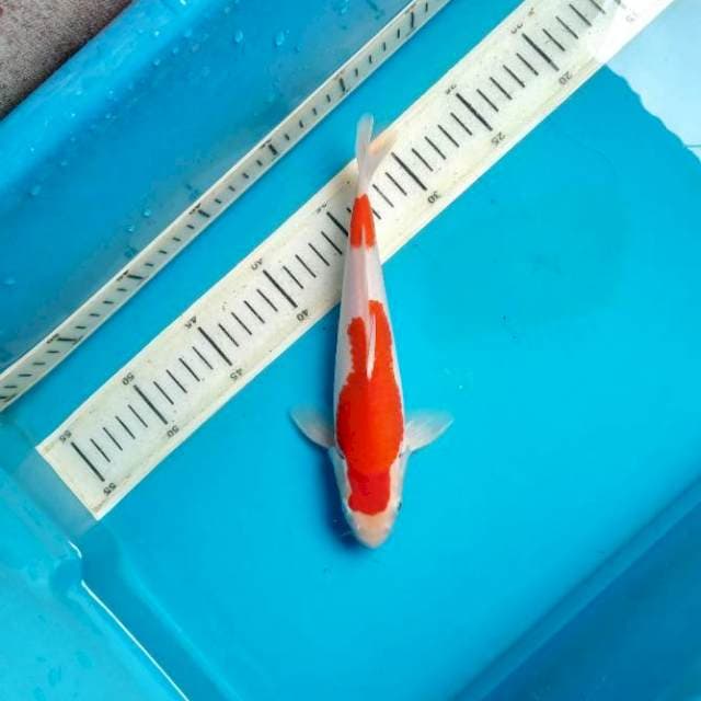 Nidan kohaku 23cm 