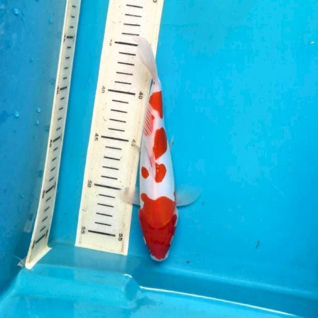 Rose kohaku doit 22cm