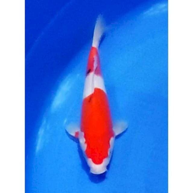 Sanke 2step Original, 25cm (F) 