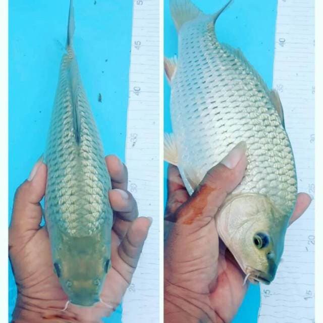 SARAGOI NOGO