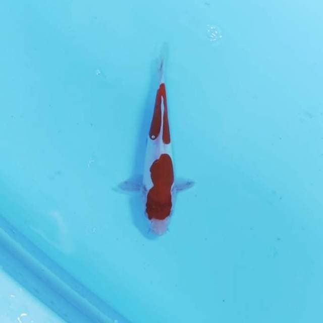 KOHAKU STEP 2