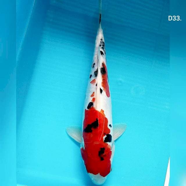 Sanke doit/33cm.