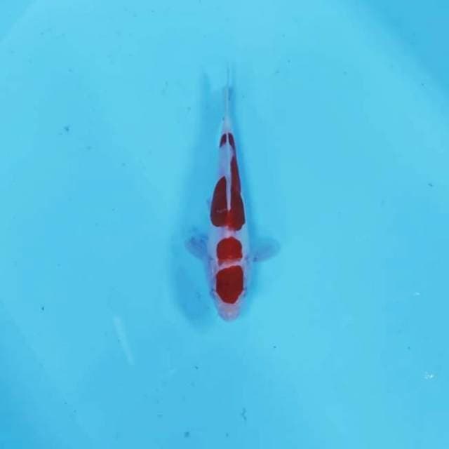 MARUTEN KOHAKU