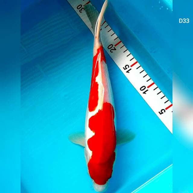 Kohaku doit/33cm