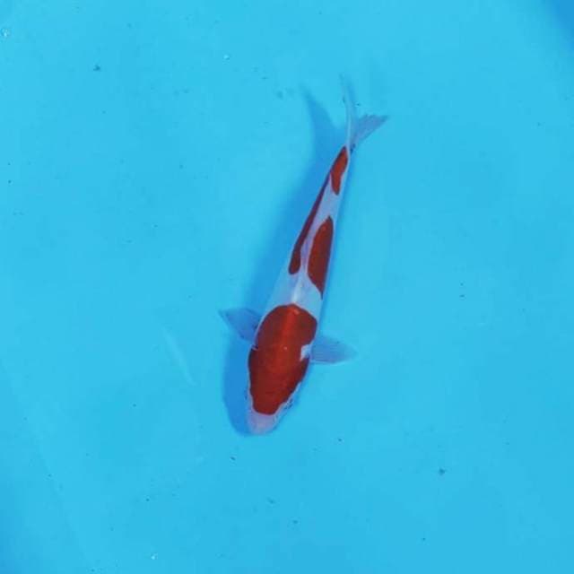 KOHAKU STEP 2