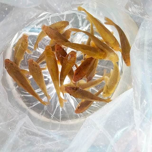 Chagoi coklat & midori 20 ekor