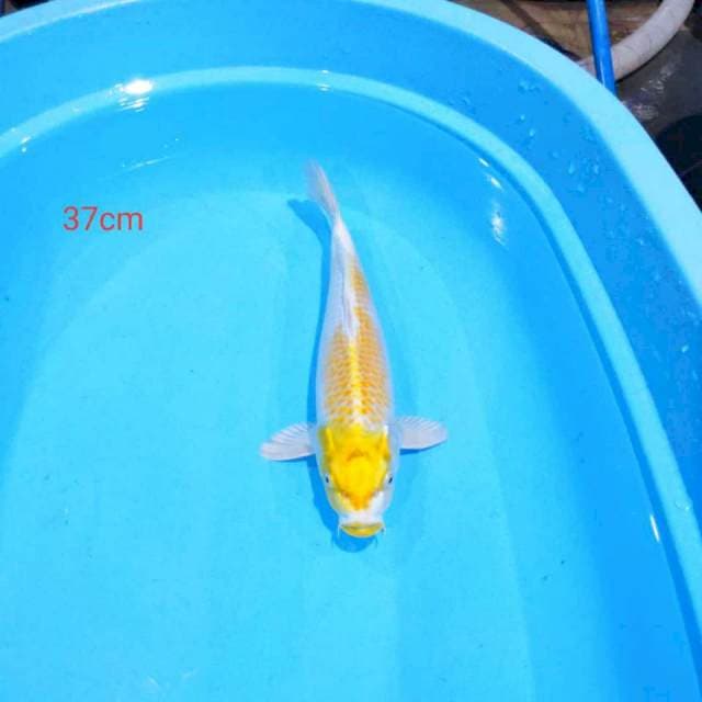 Hariwake 37cm