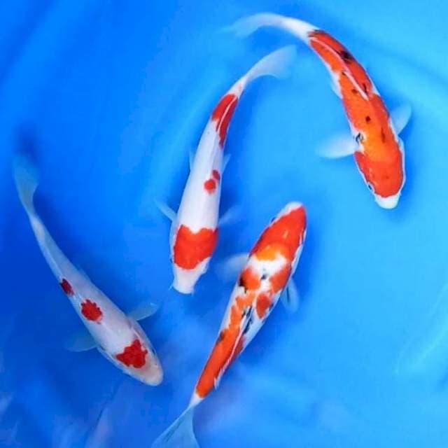 4 EKOR KOHAKU SANKE # 22-23CM