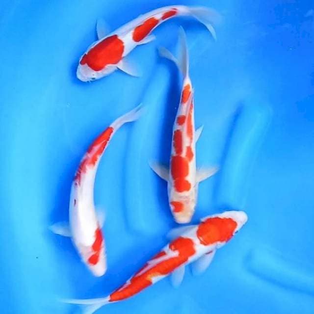 4 EKOR KOHAKU AA # 25-30CM