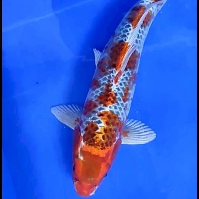 JUMBO KUJAKU # 38CM JANTAN