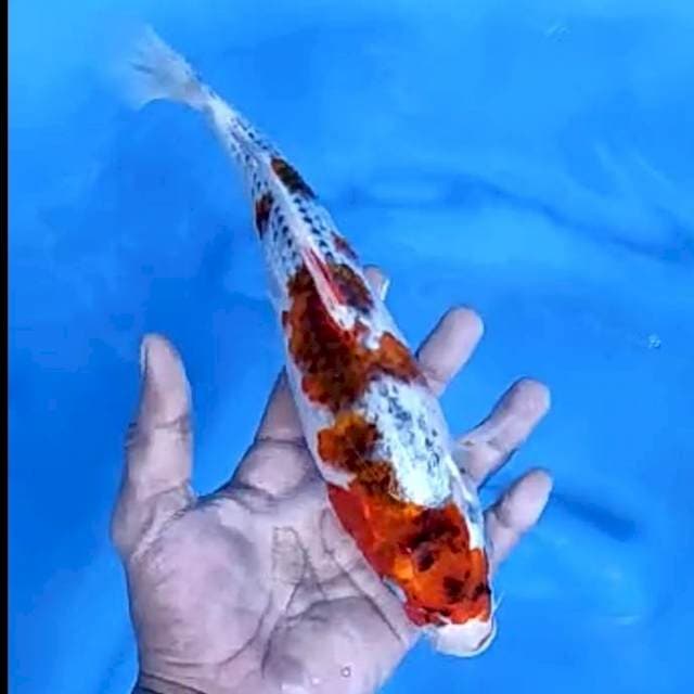GOSHIKI GOROMO # 27CM