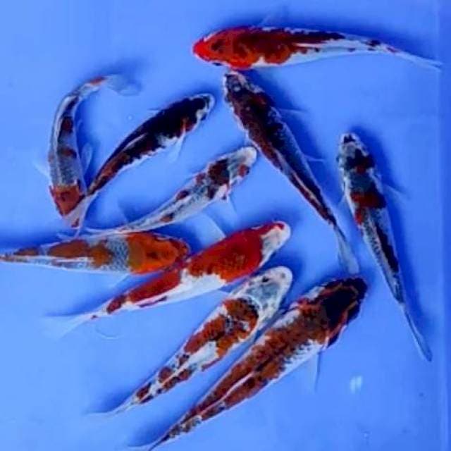 10 EKOR BABY GOSHIKI # 11-18CM