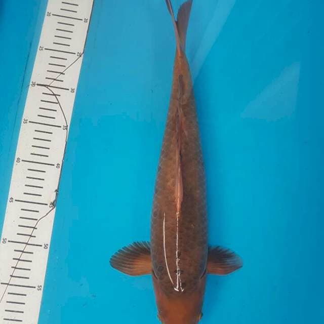 Chagoi F1 Ogata