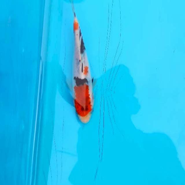 Koromo Sanke 17 cm