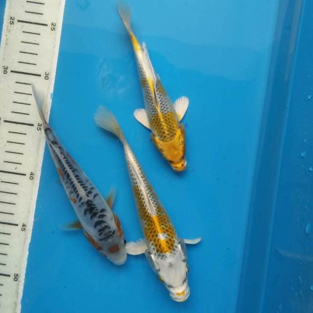 Mix 3 koi