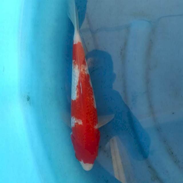 F1 KOHAKU GINRIN