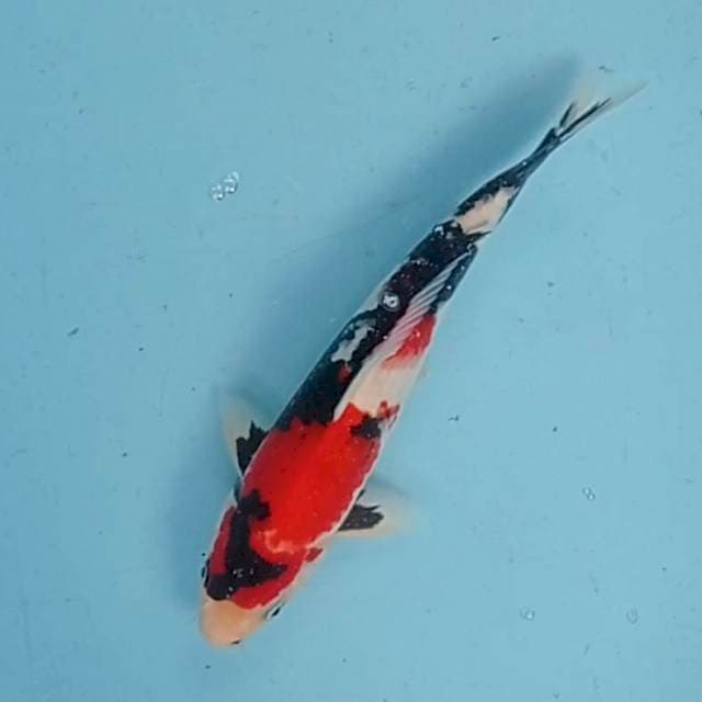 SHOWA SANSOKU HQ 30 CM. MALE