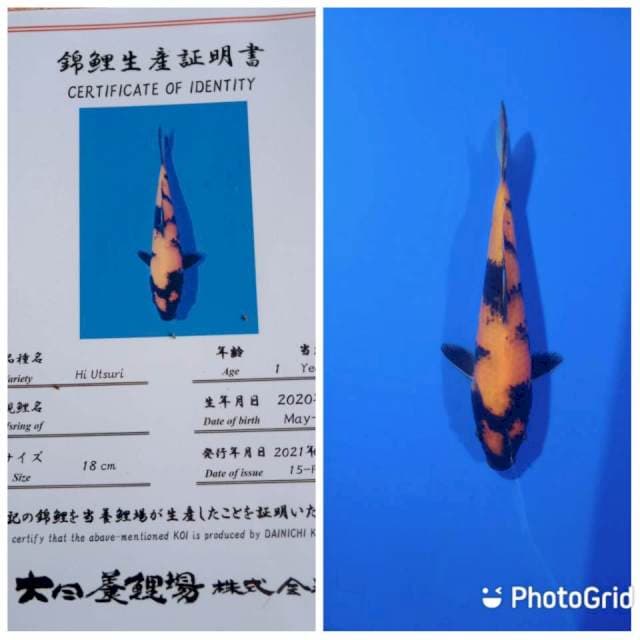 Hi utsuri dainichi tosai
