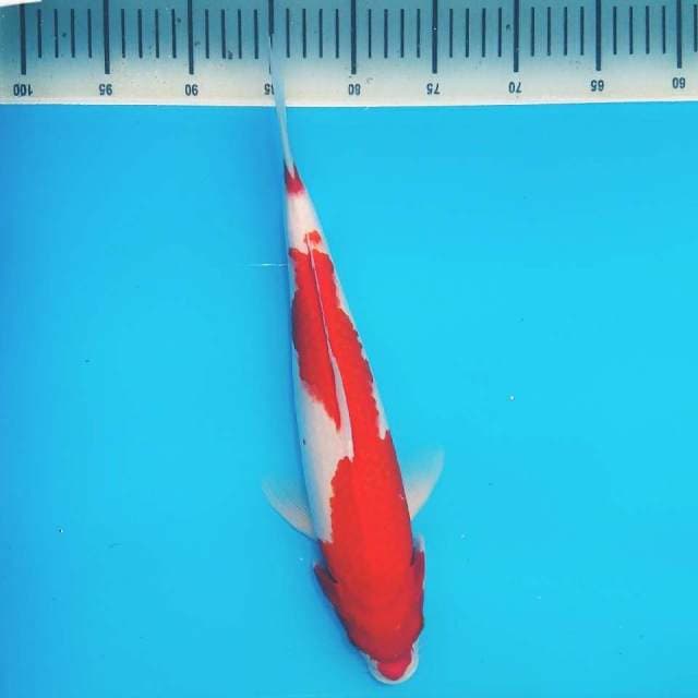 Simple red 36cm.. siip