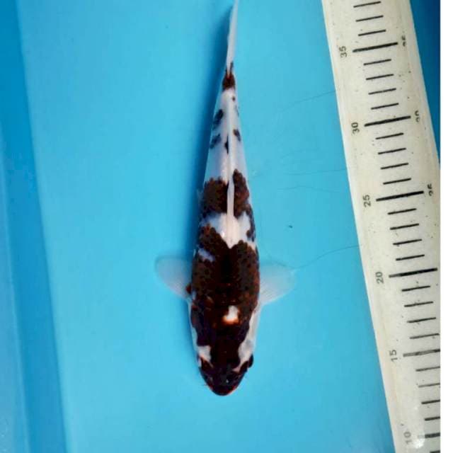 Budo Goromo, 25cm