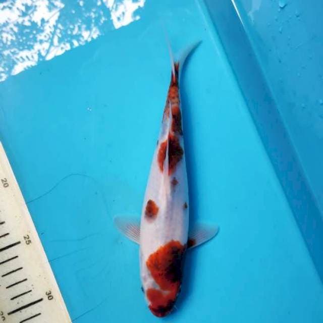 Ai Goromo, 23cm