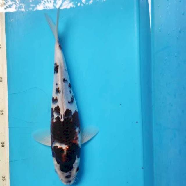 Budo Goromo, 26cm female