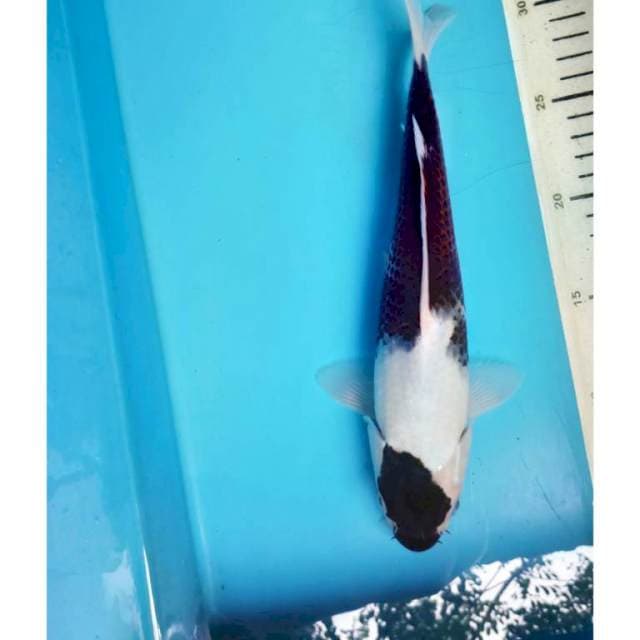 Budo Goromo,27cm male