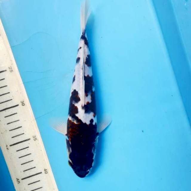 Budo Goromo, 23cm
