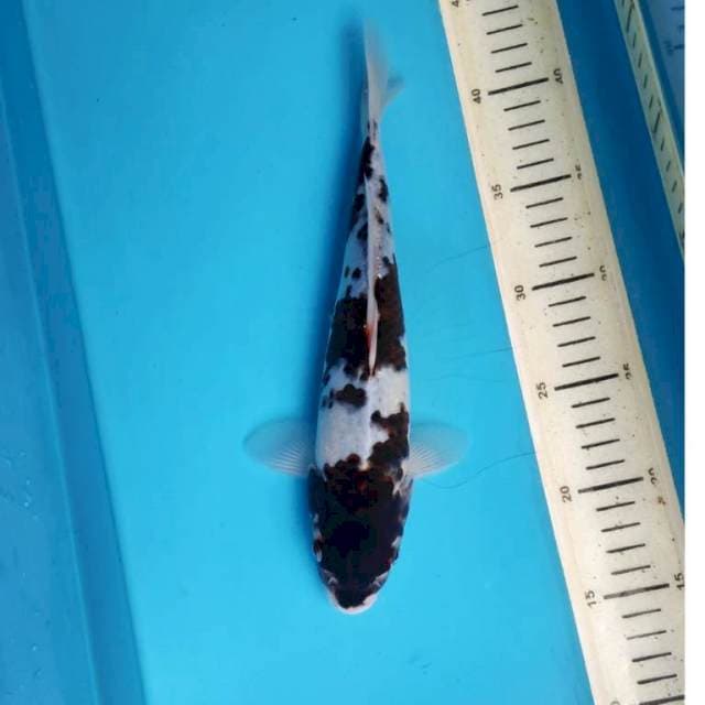 Budo Goromo, 27cm Female