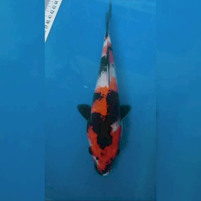 Showa 24cm