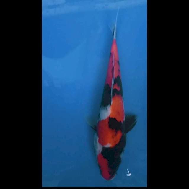 Showa 23cm