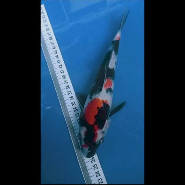 Showa 24cm
