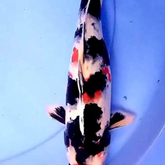 Showak 30 cm
