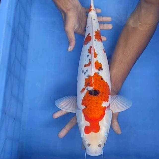 Sanke 46cm