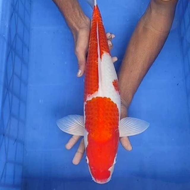 Kohaku 49cm