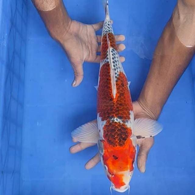 Kojaku 44cm