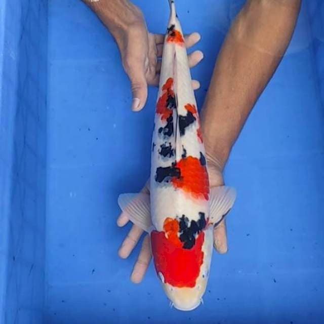 Sanke 45cm
