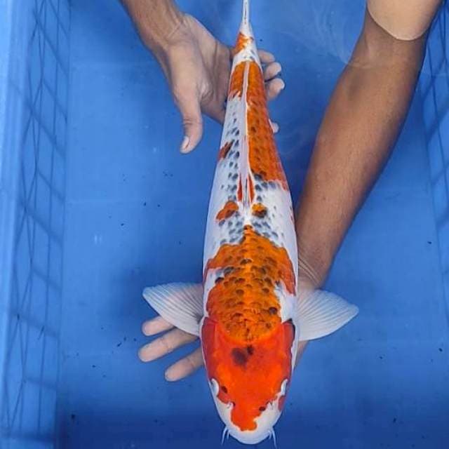 Beny gingga 50cm