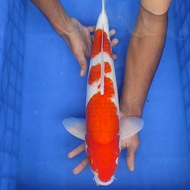 Kohaku 48cm
