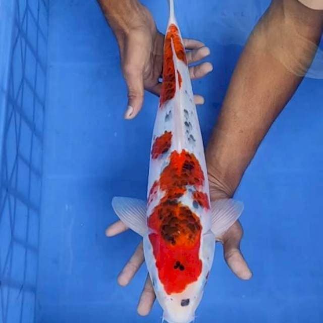 Gosiki 44cm