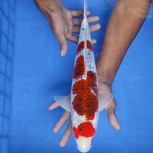 Gosiki Goromo 38cm