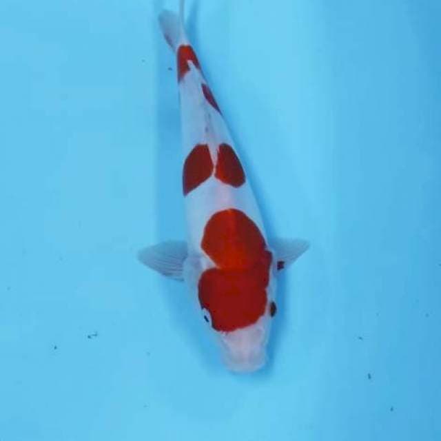 YONDAN KOHAKU 