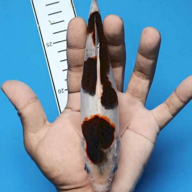 Goromo