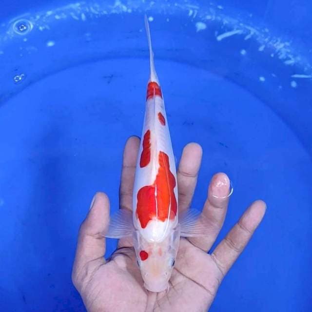 1. Kohaku Doitsu || 23 cm