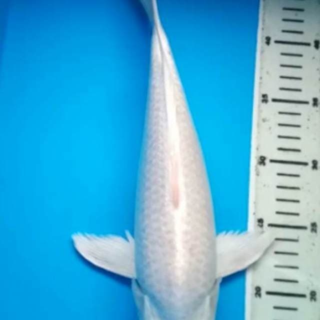 PLATINUM KUMPAY PUNUK 34 Cm