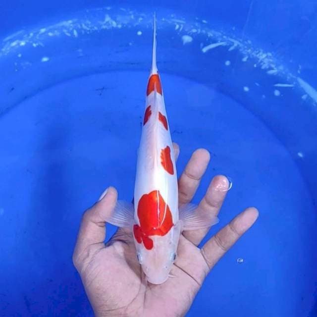 3. Kohaku Doitsu || 24 cm